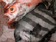 40060266_T2.jpg